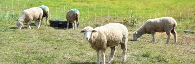 sheep