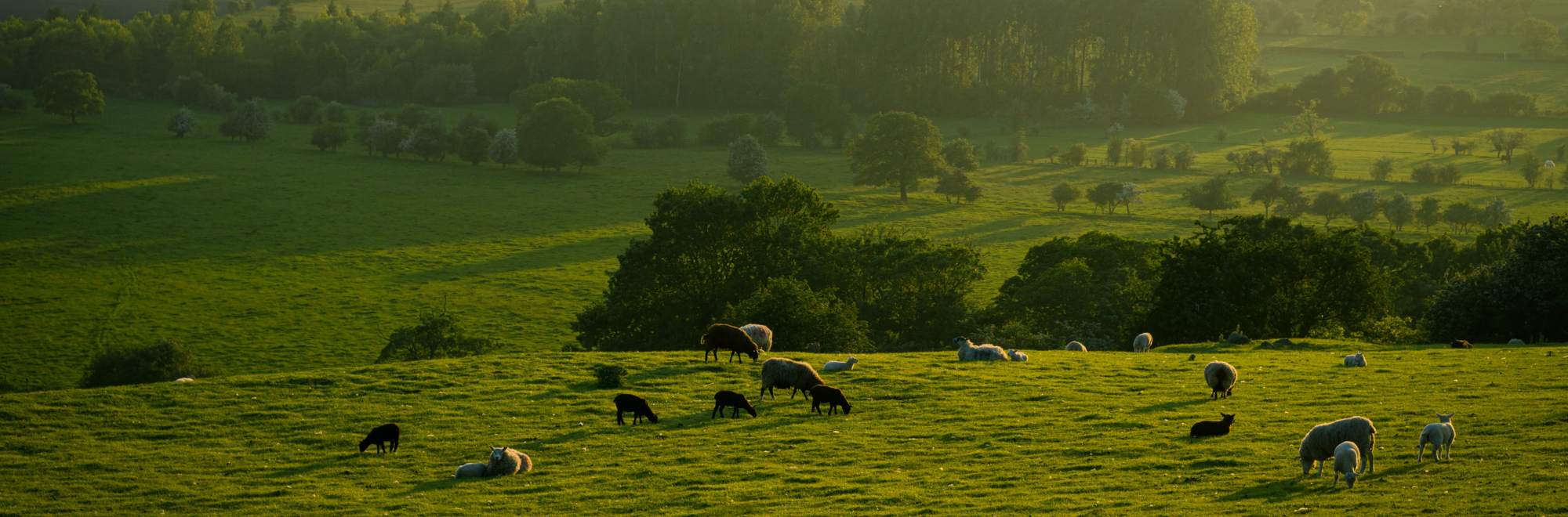 sheep grazing in a pasture with trees in the background