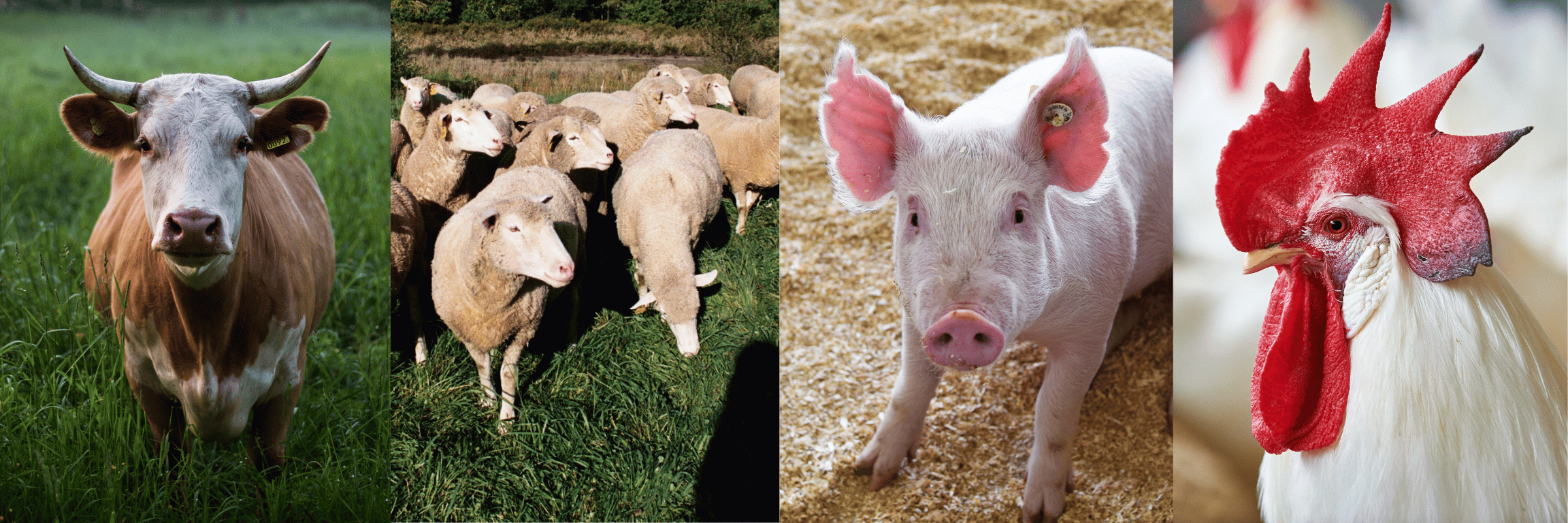 Livestock | Livestock