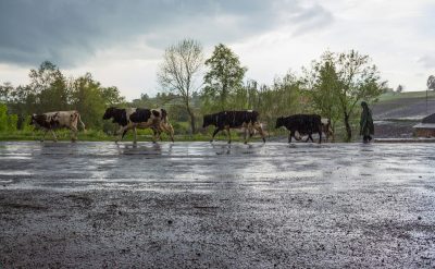 person trailing cattle through a flooded area